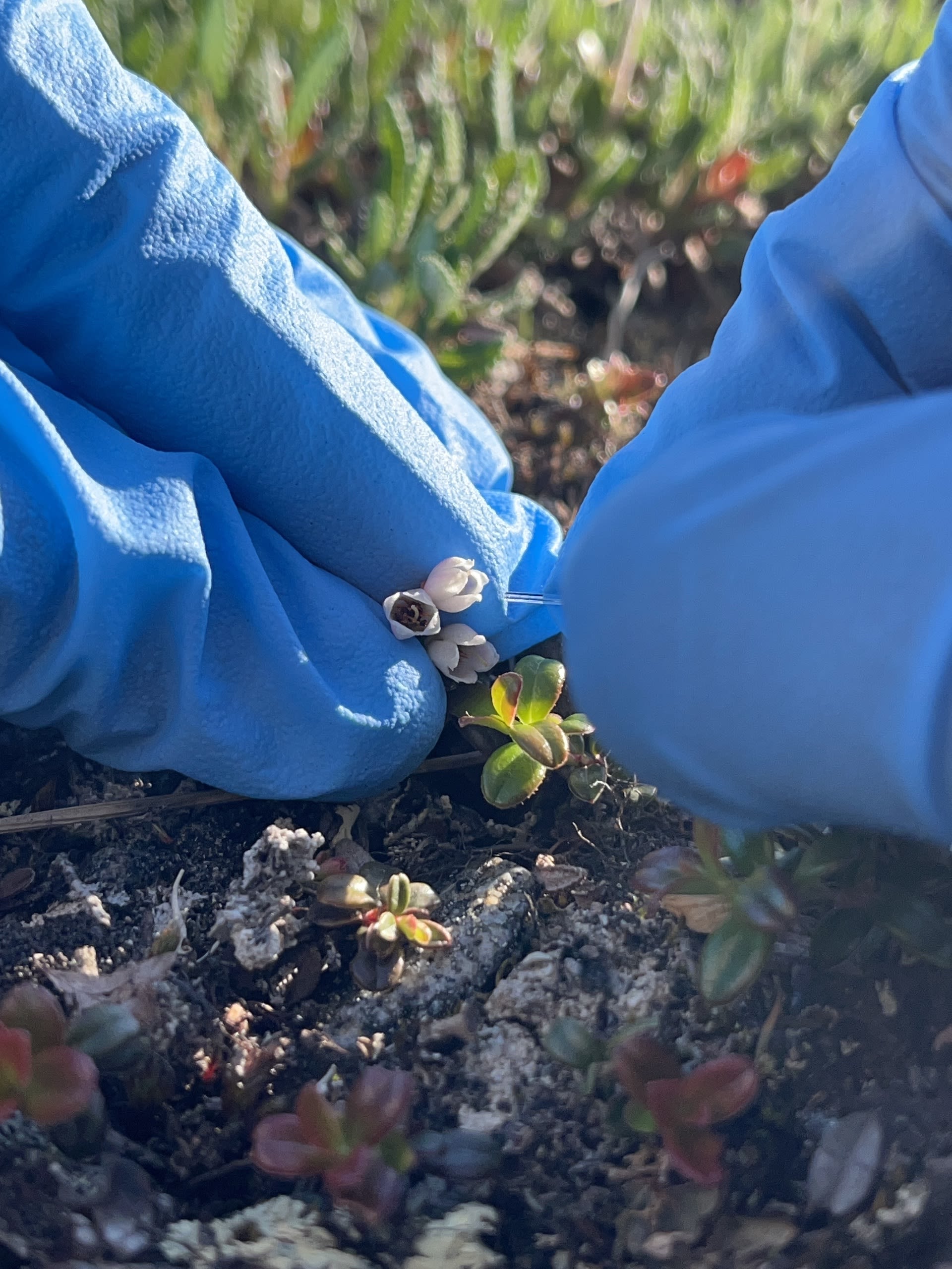 Sabrina Ng '27 collecting nectar from lingonberry (Vaccinium vitis-idaea). She is wearing latex gloves to protect herself from mosquitoes.