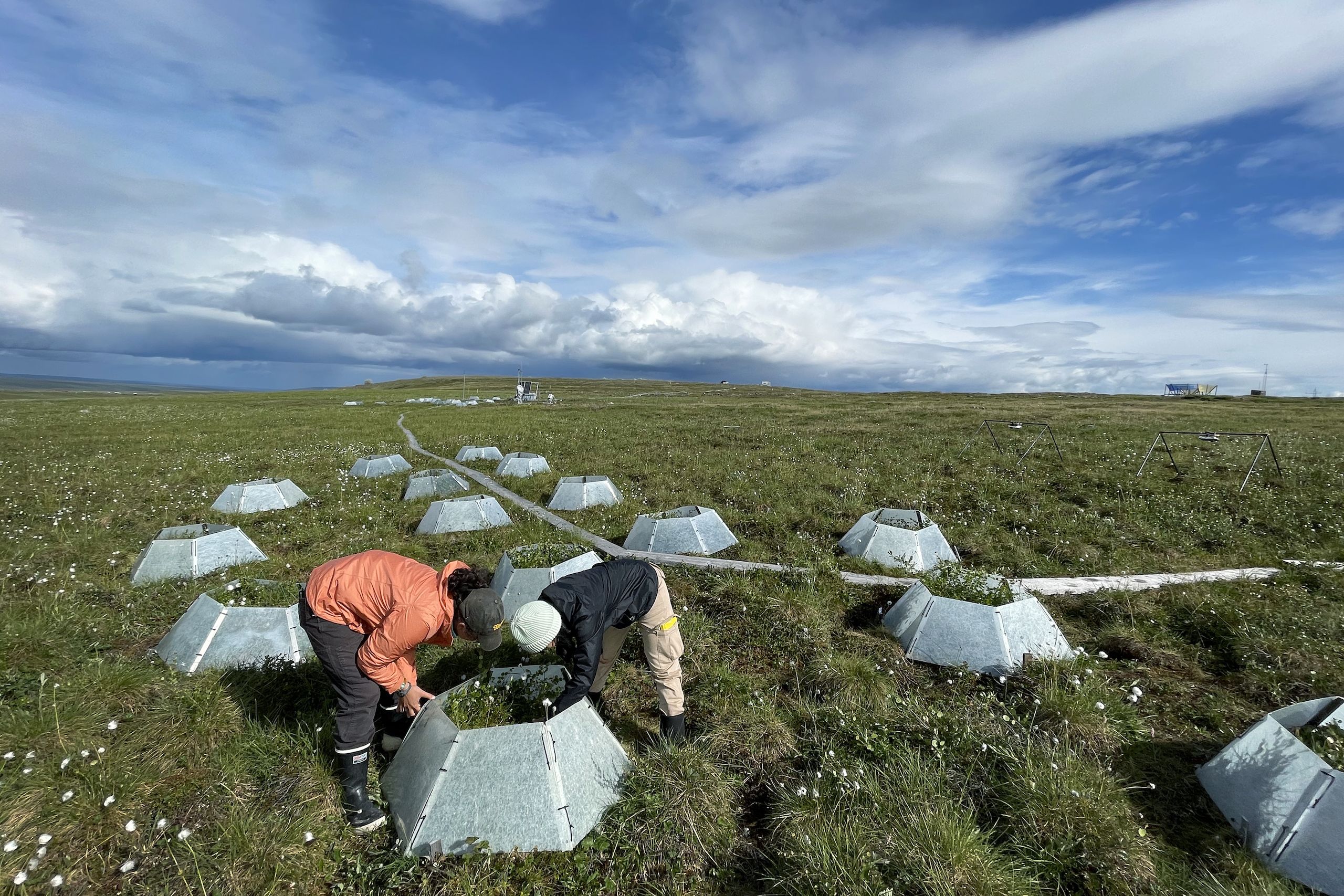 Ian Hauver-Radloff ’26, Sabrina Ng ’27, and Jane Watson ’27 monitored 128 plots at two sites near the Toolik Field Station. Half of the plots had open top chambers (OTC), which increase the temperature of the plot by about one degree Celsius during the summer.