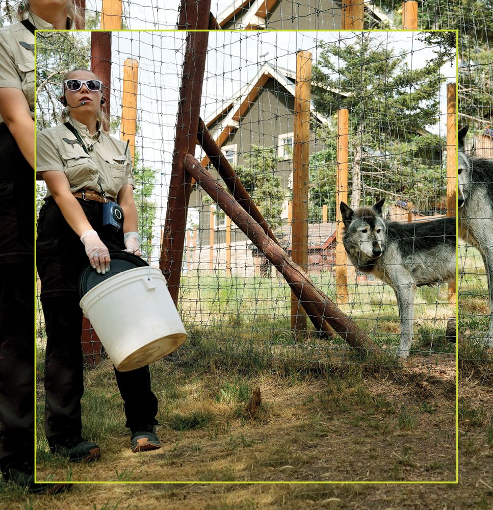 A naturalist at the Colorado Wolf and Wildlife Center shares insights with CC students during field study led by associate professor Amanda Minervini. 