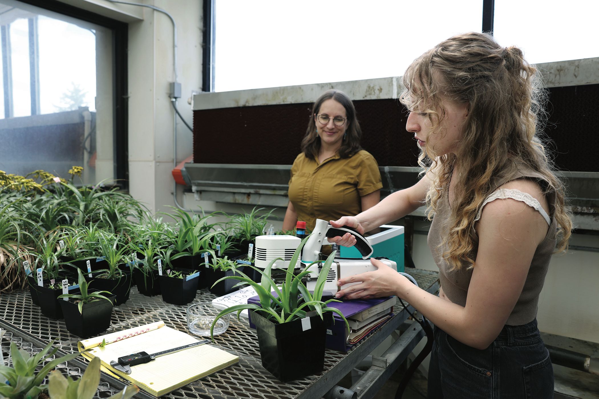 Associate Professors Dr. Rachel Jabaily and Dr. Karolina Heyduk, along with students who are assisting with summer research, received a three-year grant from the National Science Foundation to study how plants in the pineapple family respond to nitrogen.